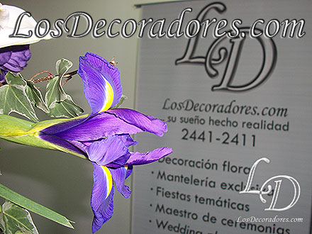 Lisianthus para su decoración